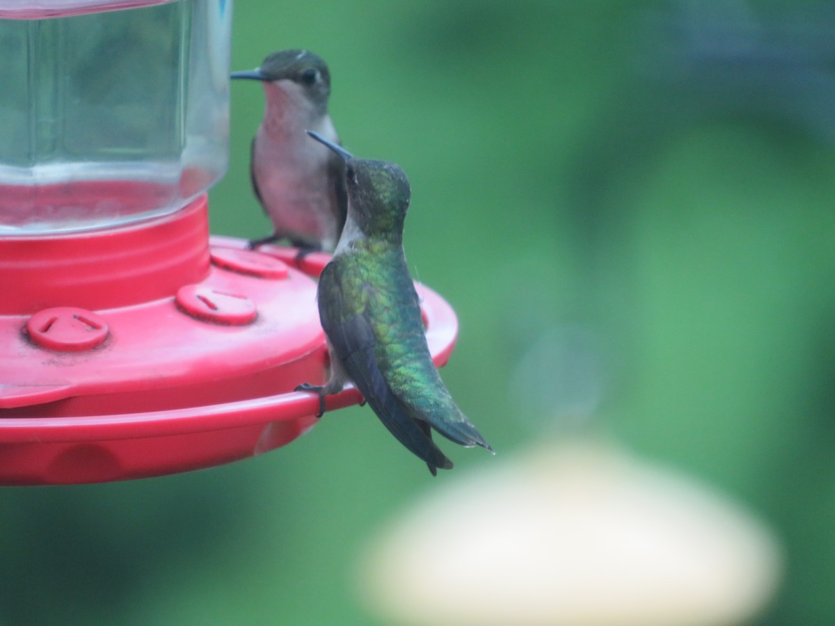 Ruby-throated Hummingbird - ML621342548