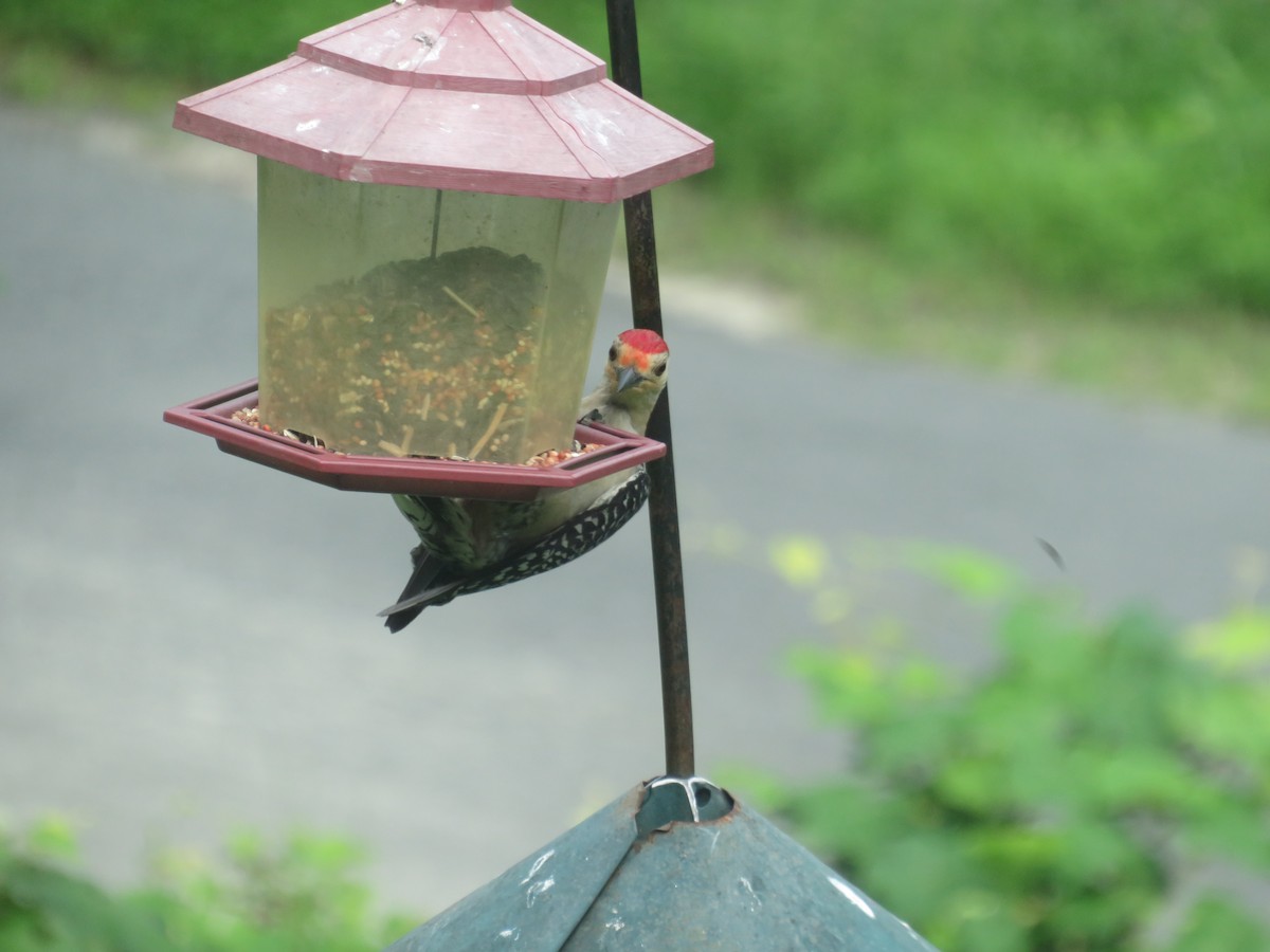 Red-bellied Woodpecker - ML621342558