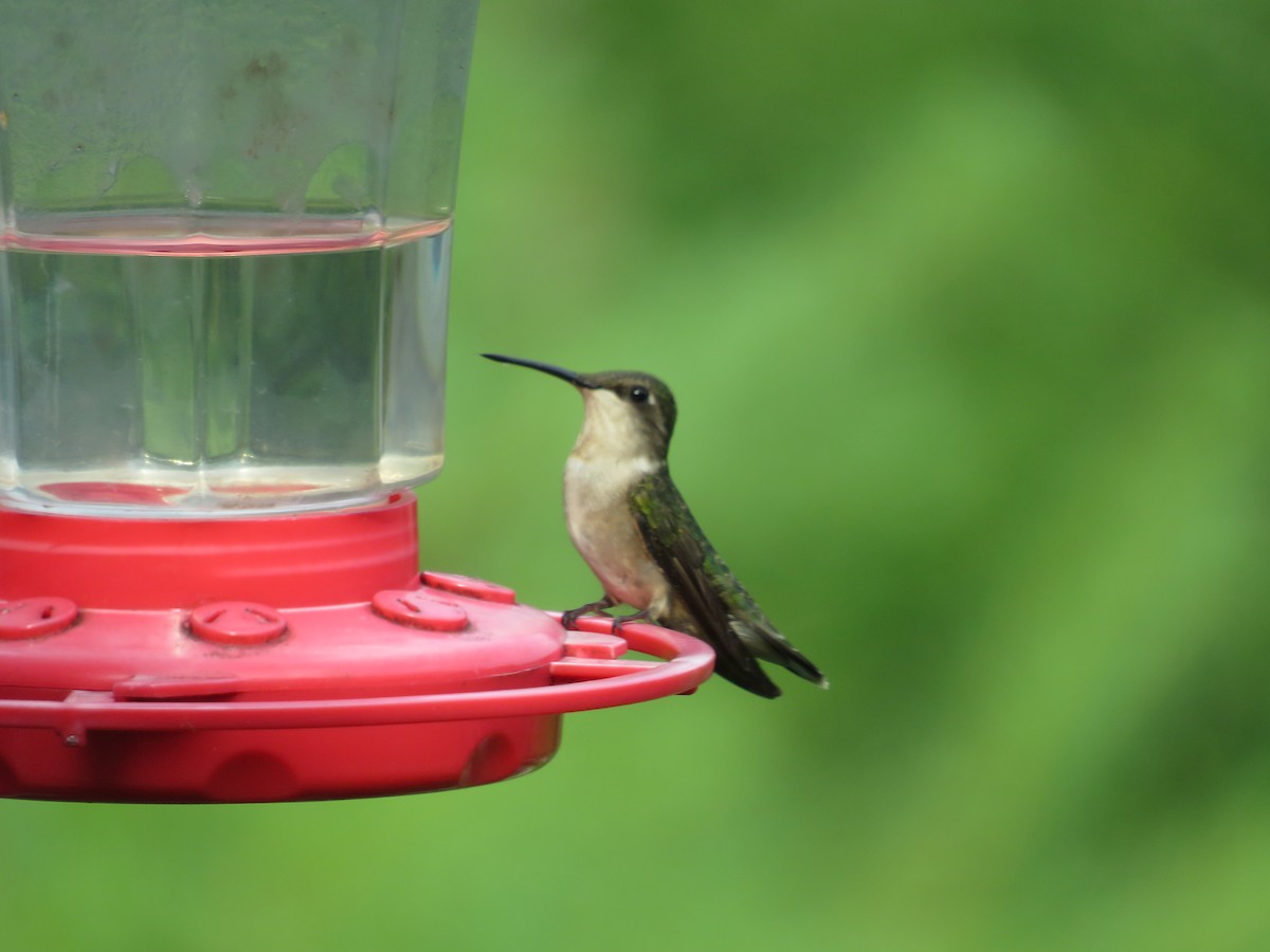 Ruby-throated Hummingbird - ML621342612