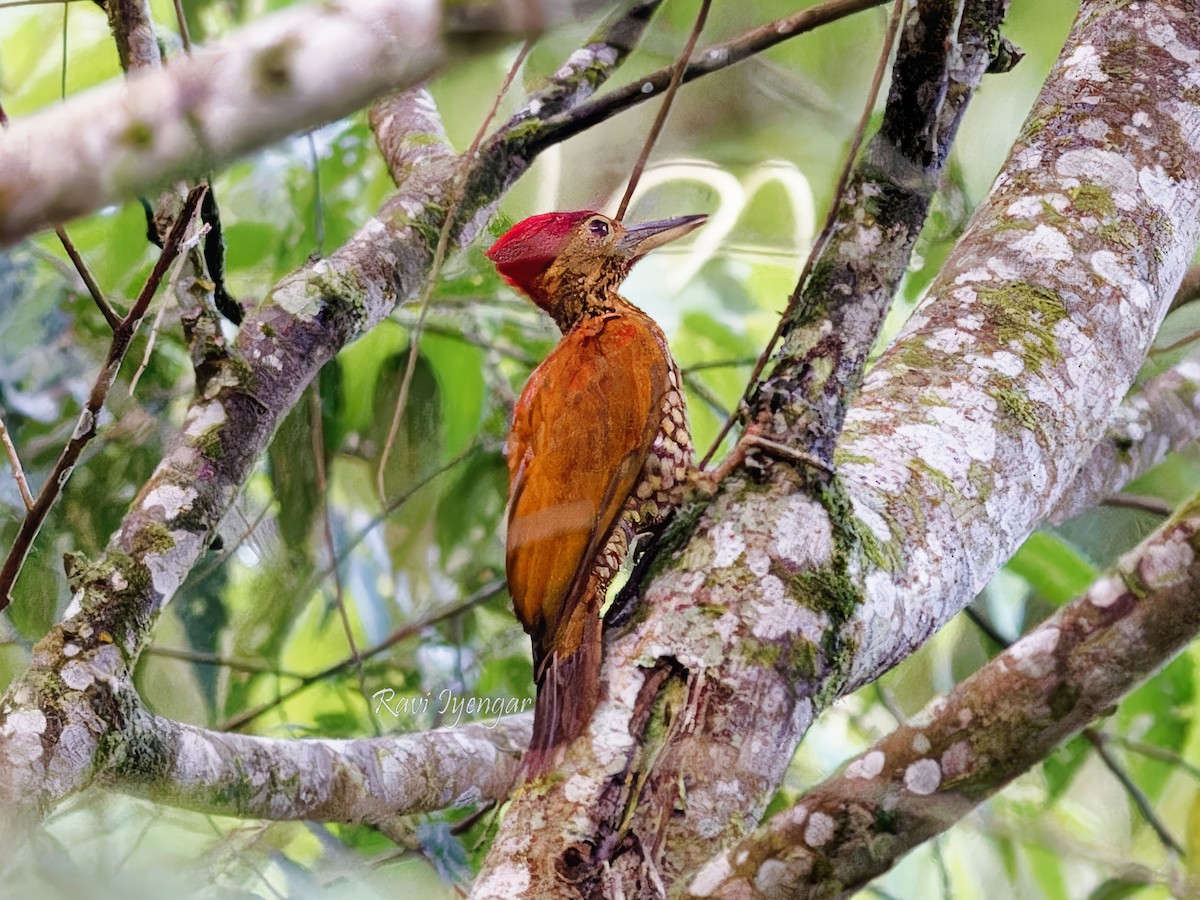 Buff-spotted Flameback - ML621342653