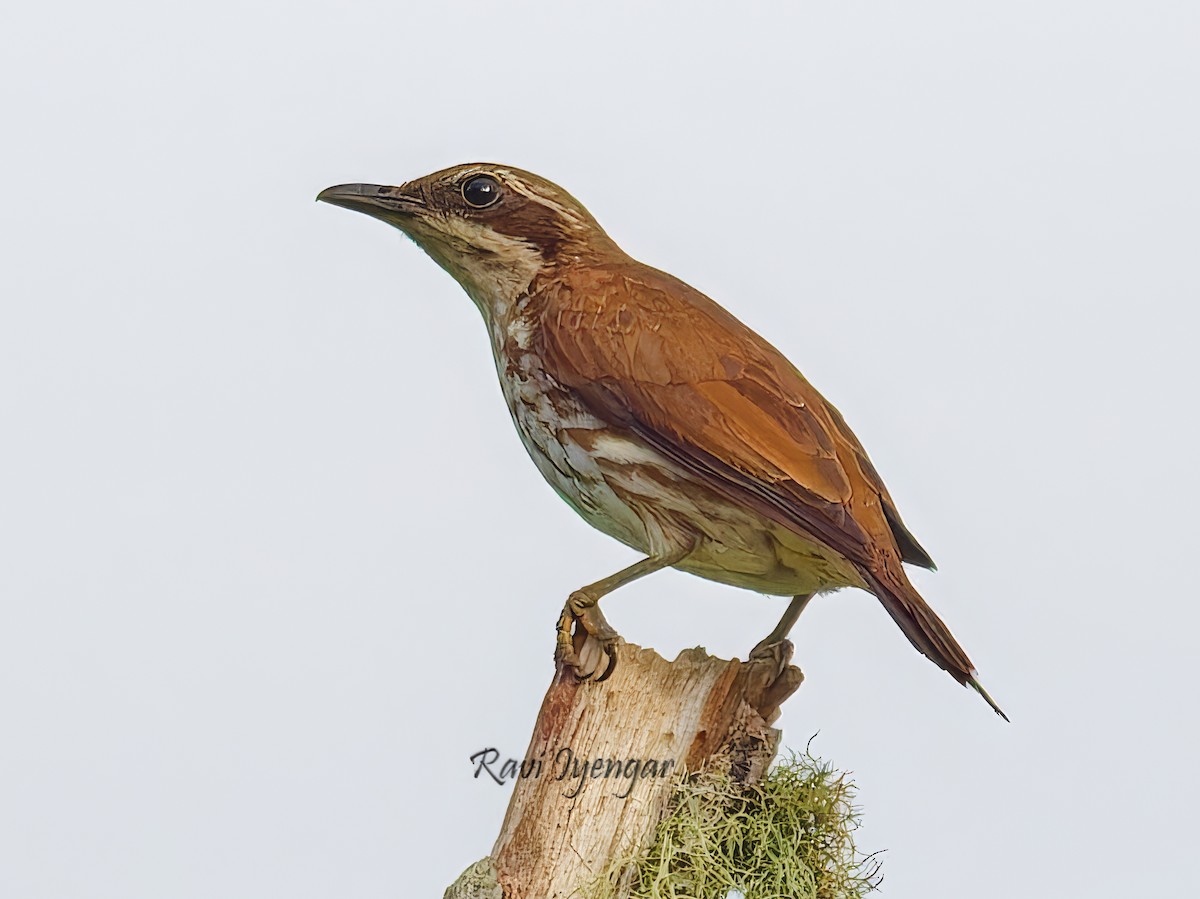 Stripe-breasted Rhabdornis - ML621342684