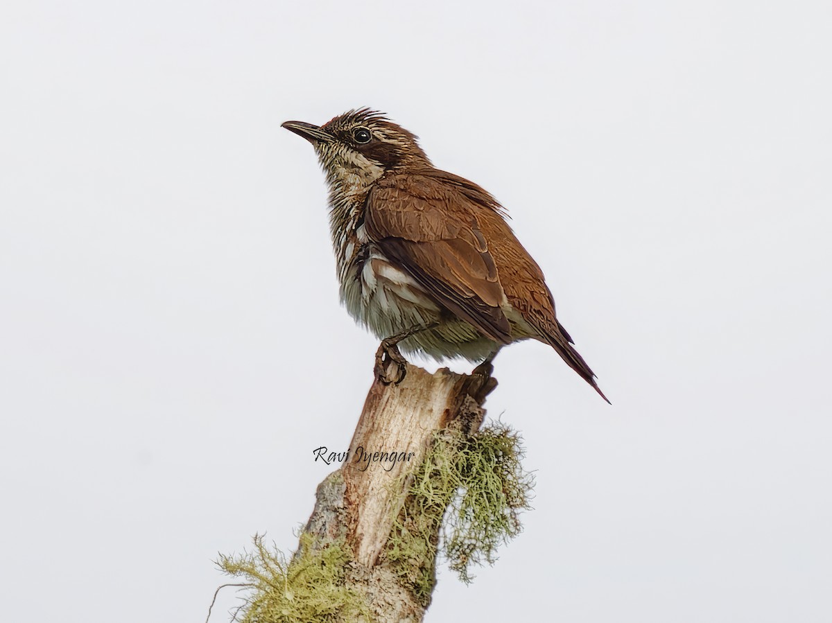 Stripe-breasted Rhabdornis - ML621342686