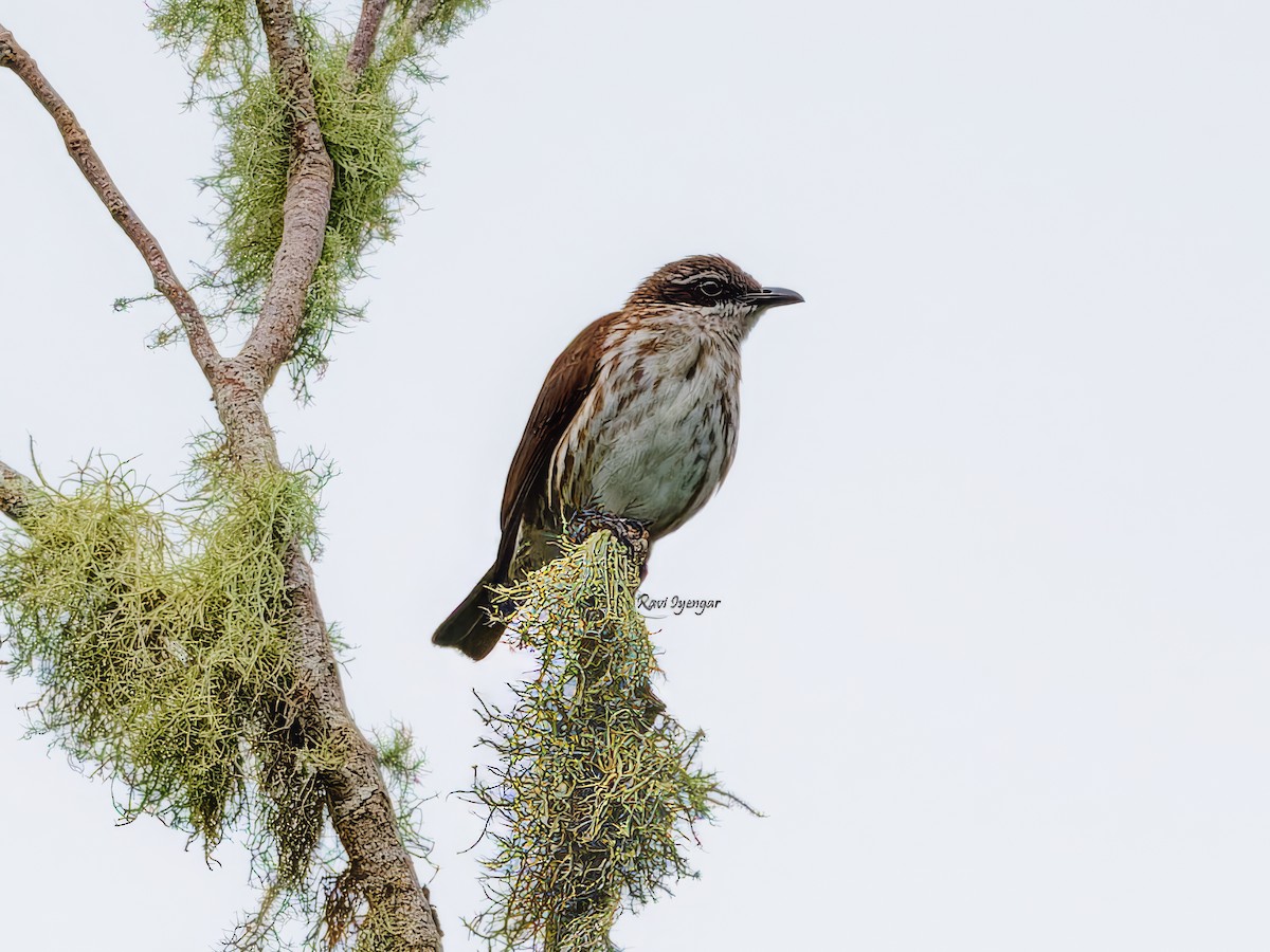 Stripe-breasted Rhabdornis - ML621342687