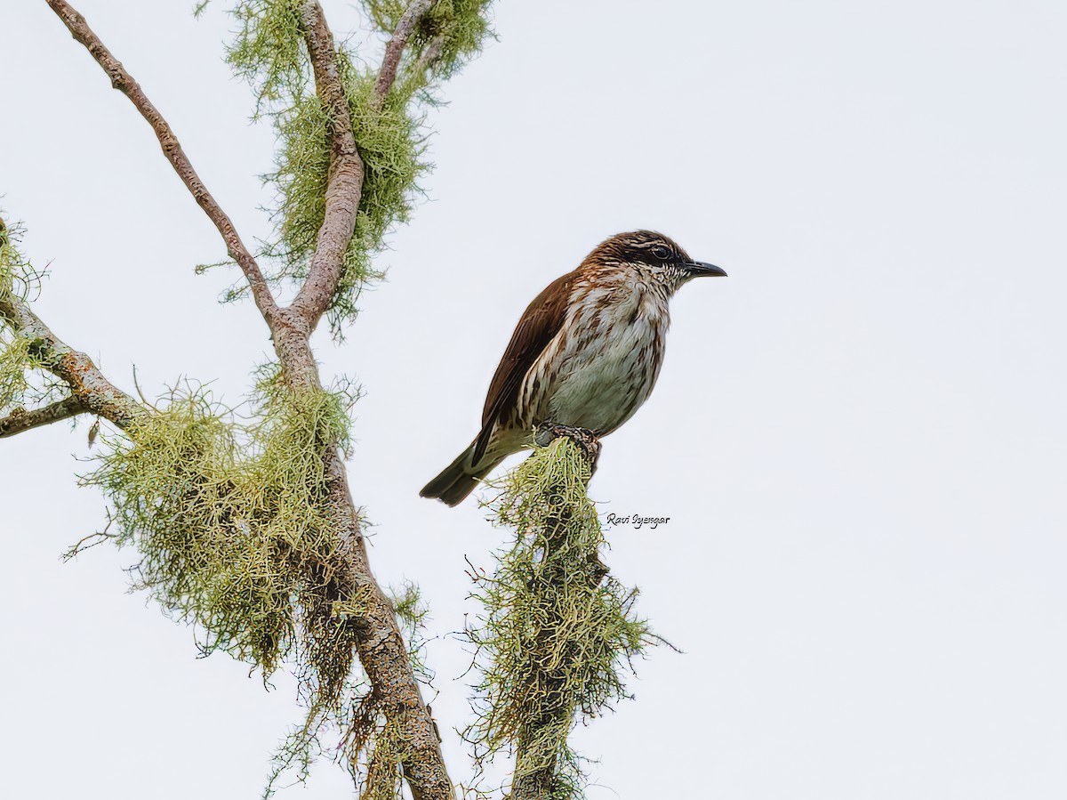 Stripe-breasted Rhabdornis - ML621342688