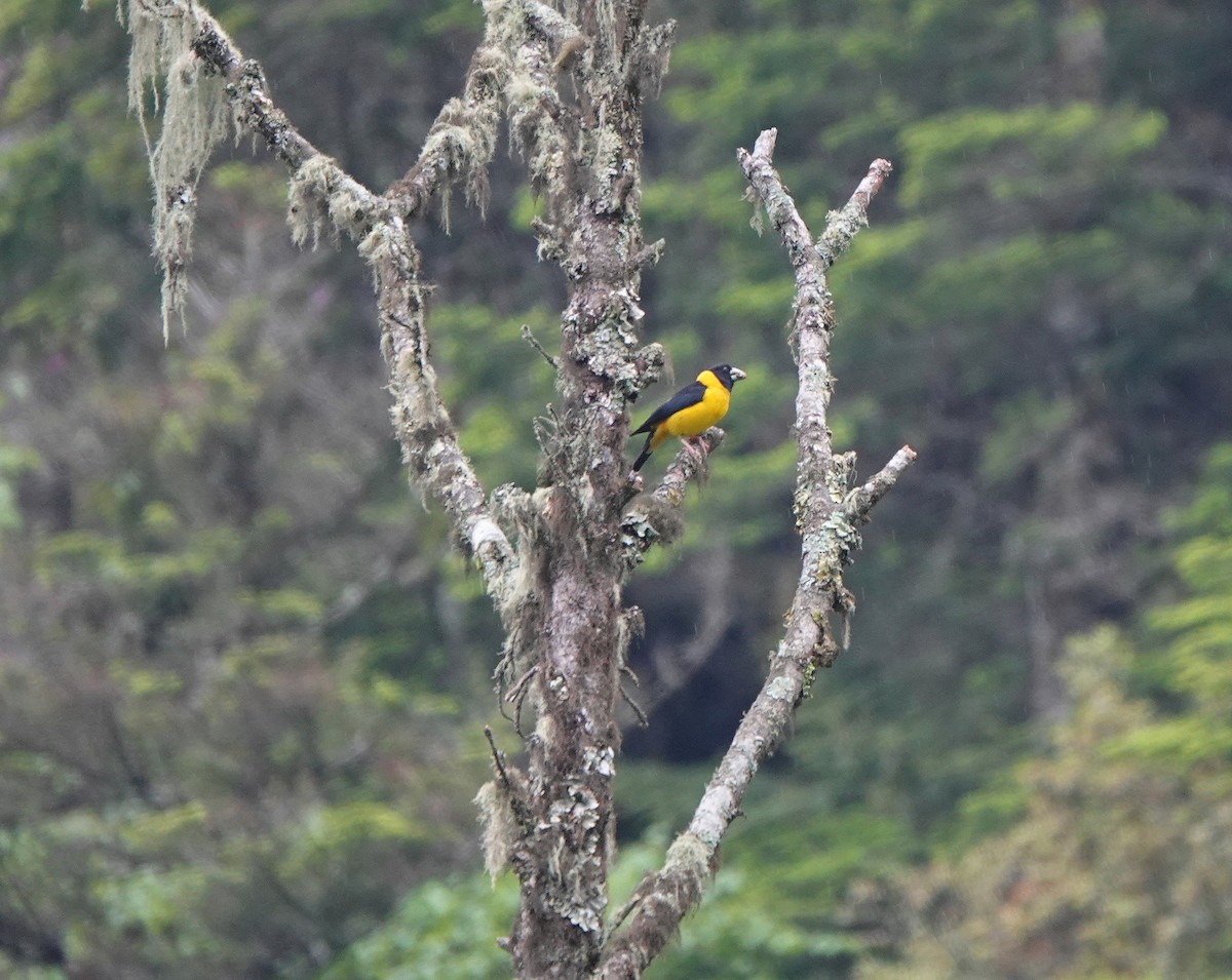 Collared Grosbeak - Nick Addey