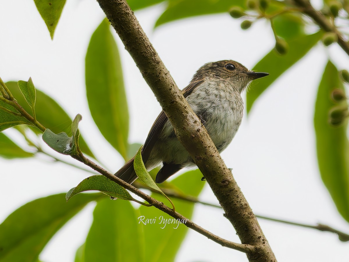 Little Pied Flycatcher - ML621342703