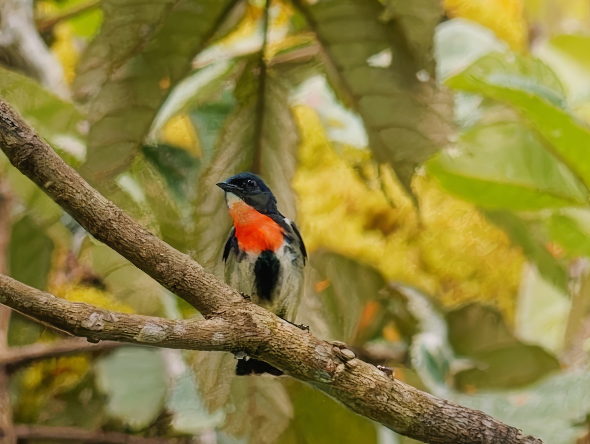 Fire-throated Flowerpecker - ML621342709