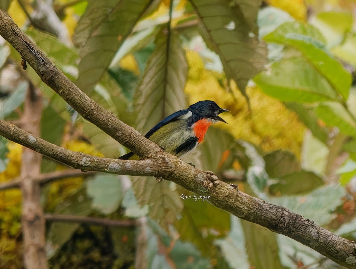 Fire-throated Flowerpecker - ML621342712