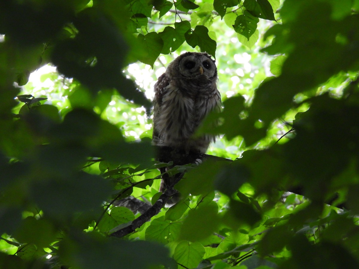 Barred Owl - ML621342732