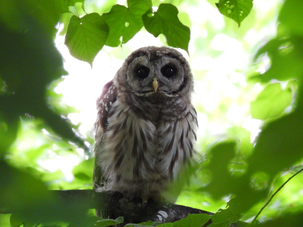 Barred Owl - ML621342733