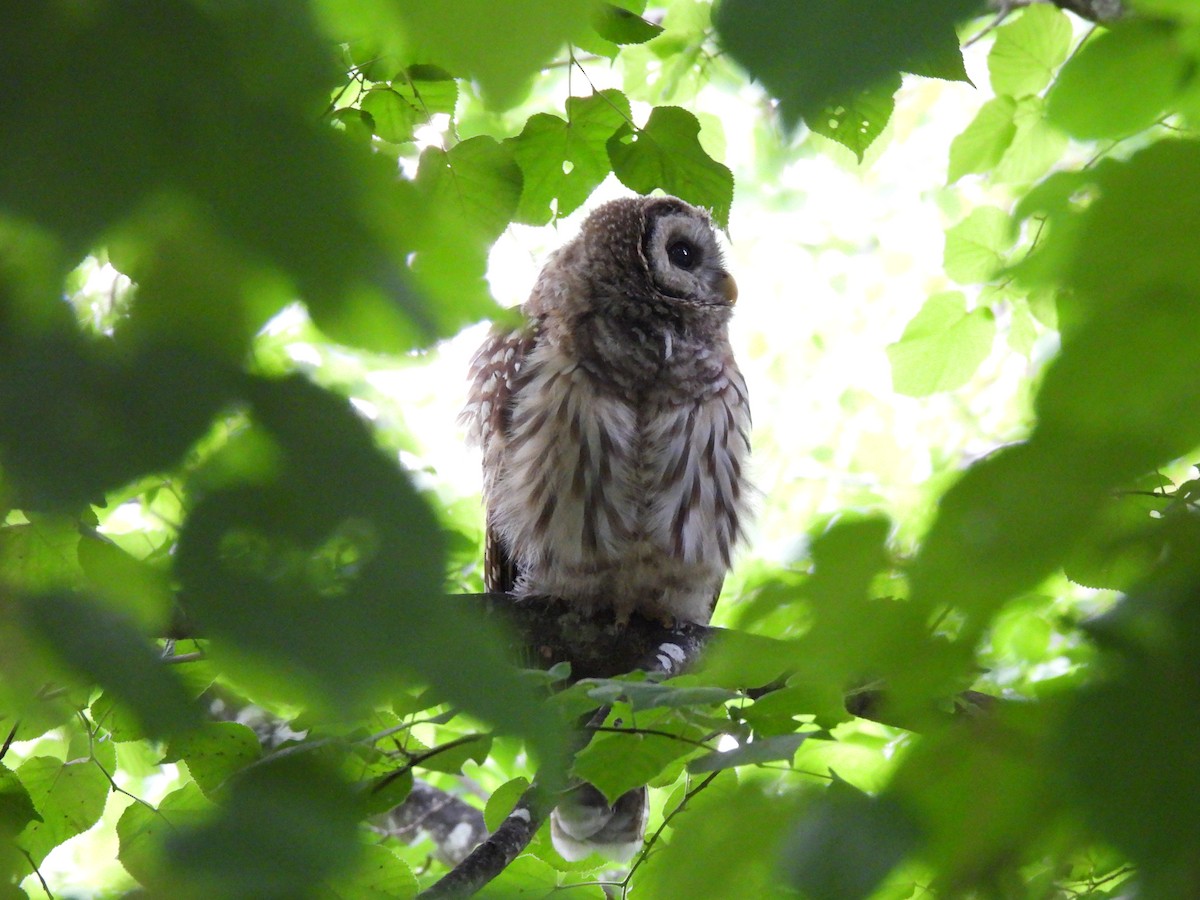 Barred Owl - ML621342740