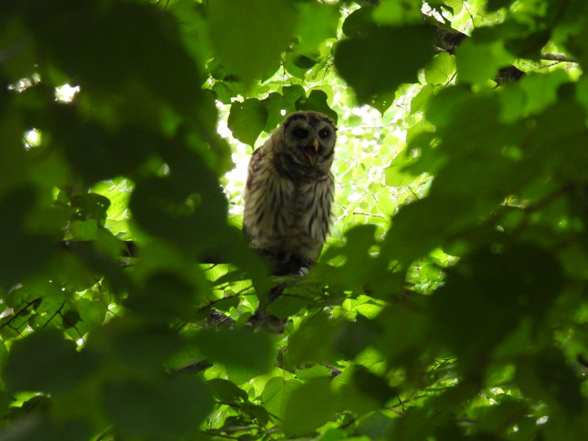 Barred Owl - Cheryl Ring