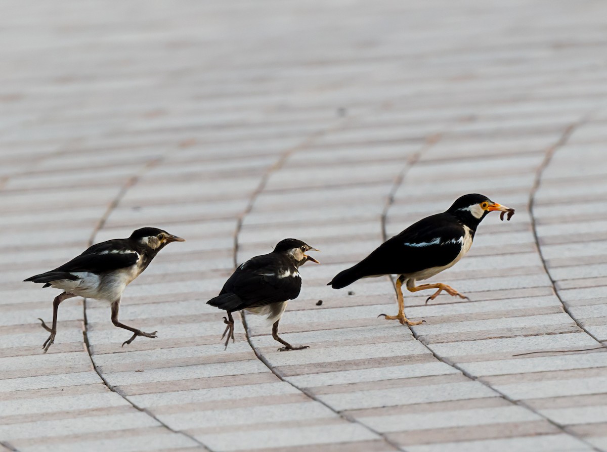 Indian Pied Starling - ML621342752