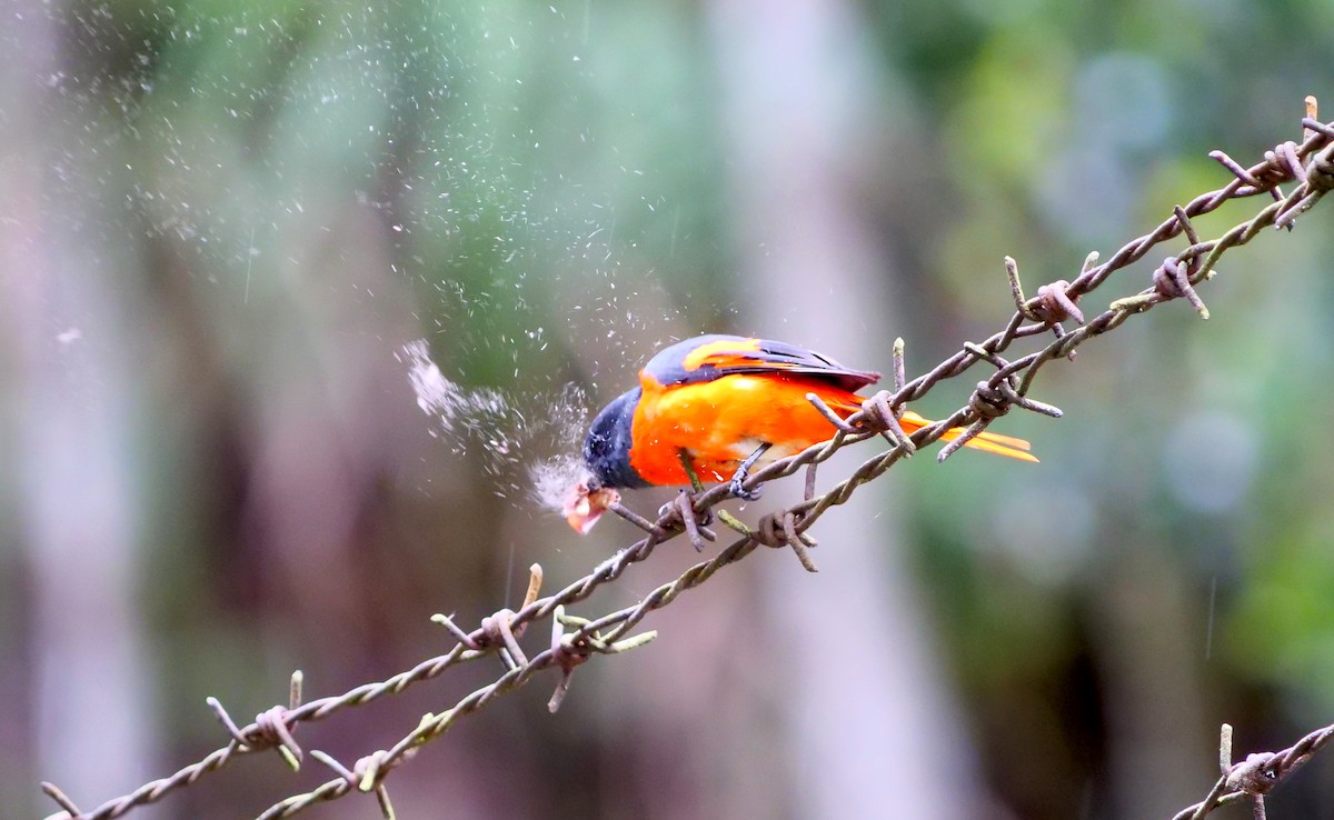 Minivet mandarin - ML621342753