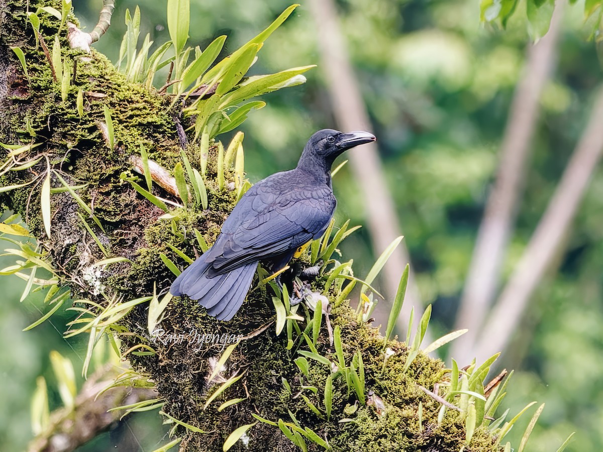 Large-billed Crow - ML621342765