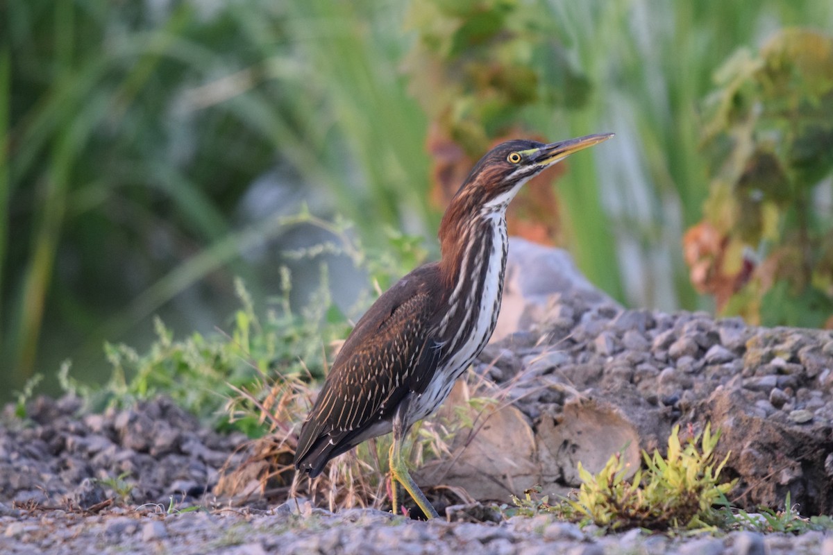 Green Heron - ML621342776