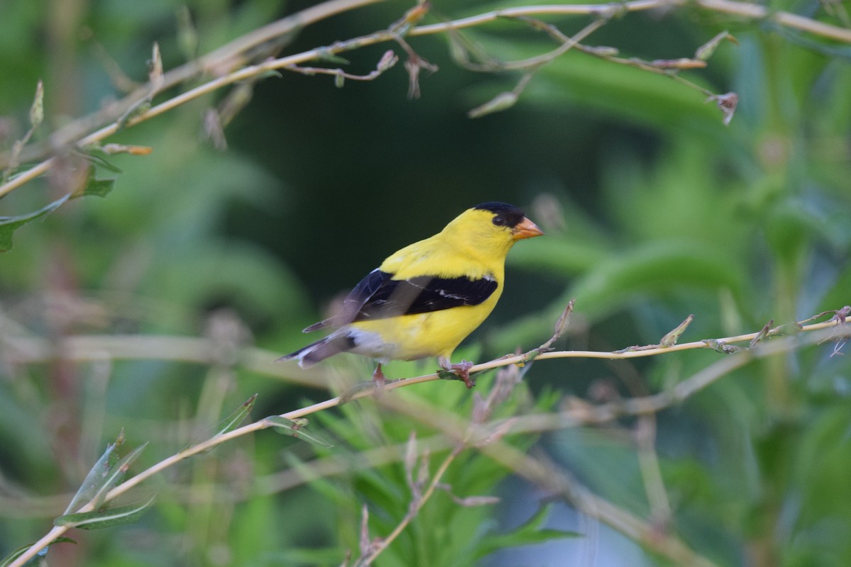 American Goldfinch - ML621342781