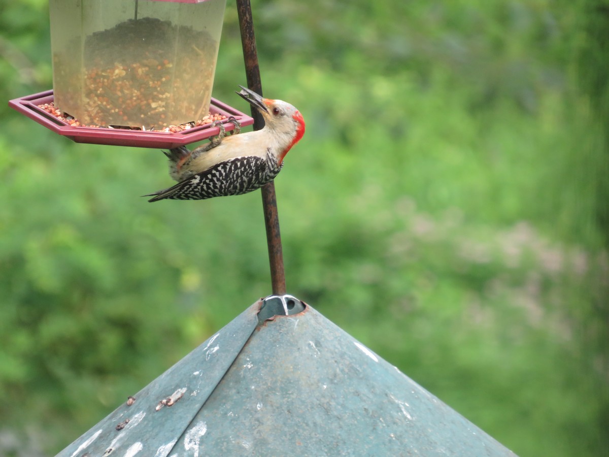 Red-bellied Woodpecker - ML621342829