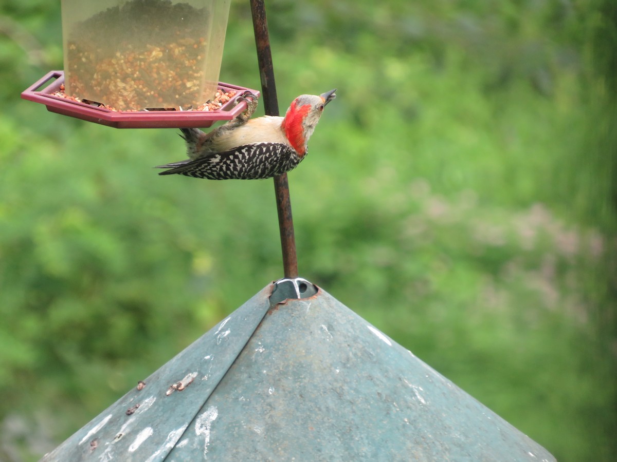 Red-bellied Woodpecker - ML621342837