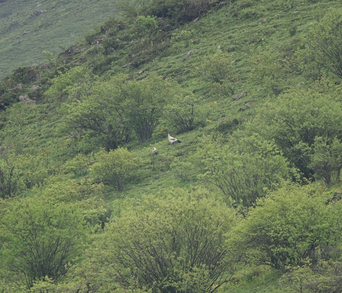 White Eared-Pheasant - ML621342857