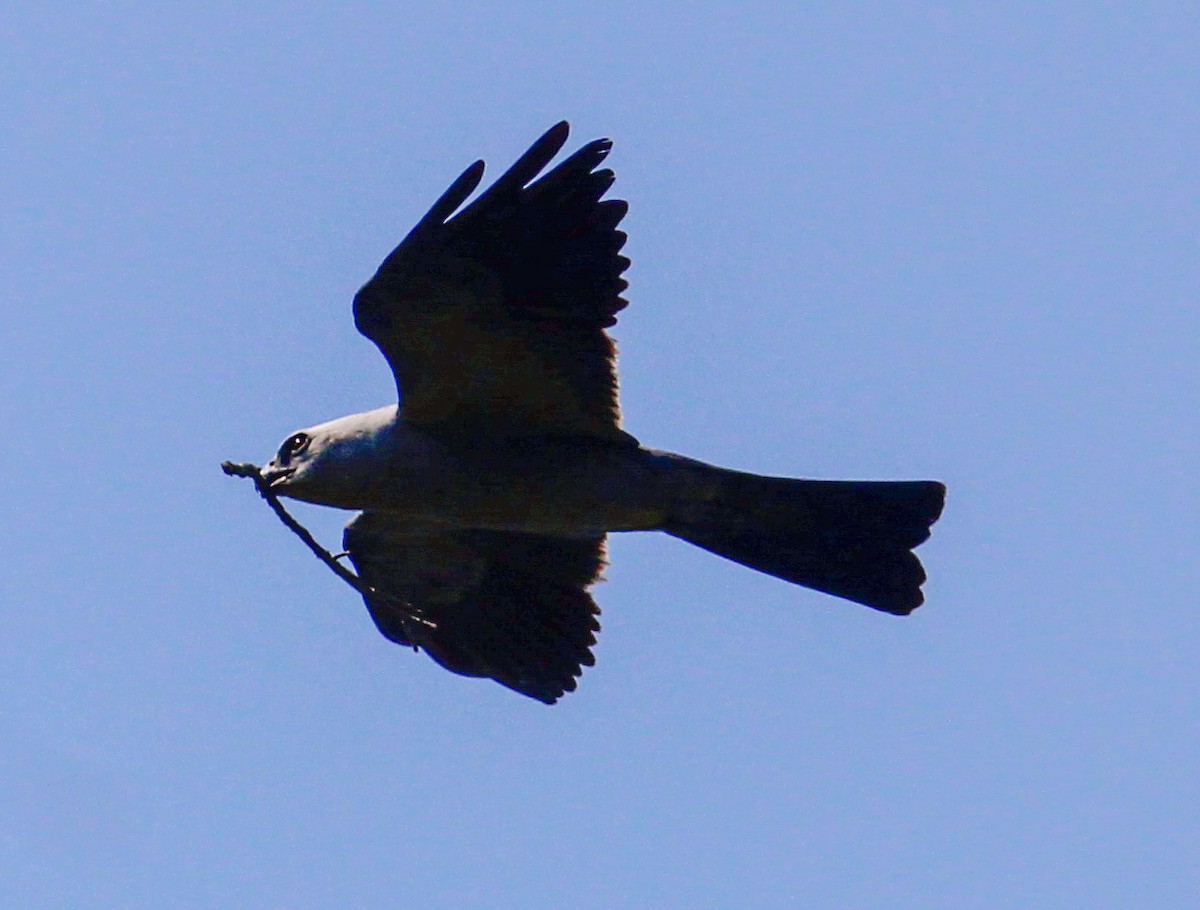 Mississippi Kite - ML621342900