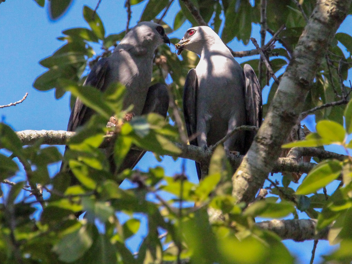 Mississippi Kite - ML621342901