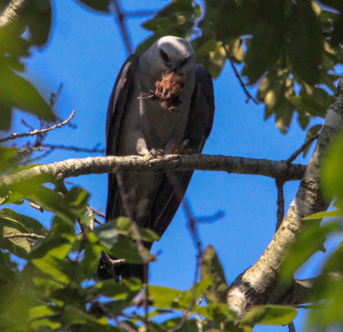 Mississippi Kite - ML621342902