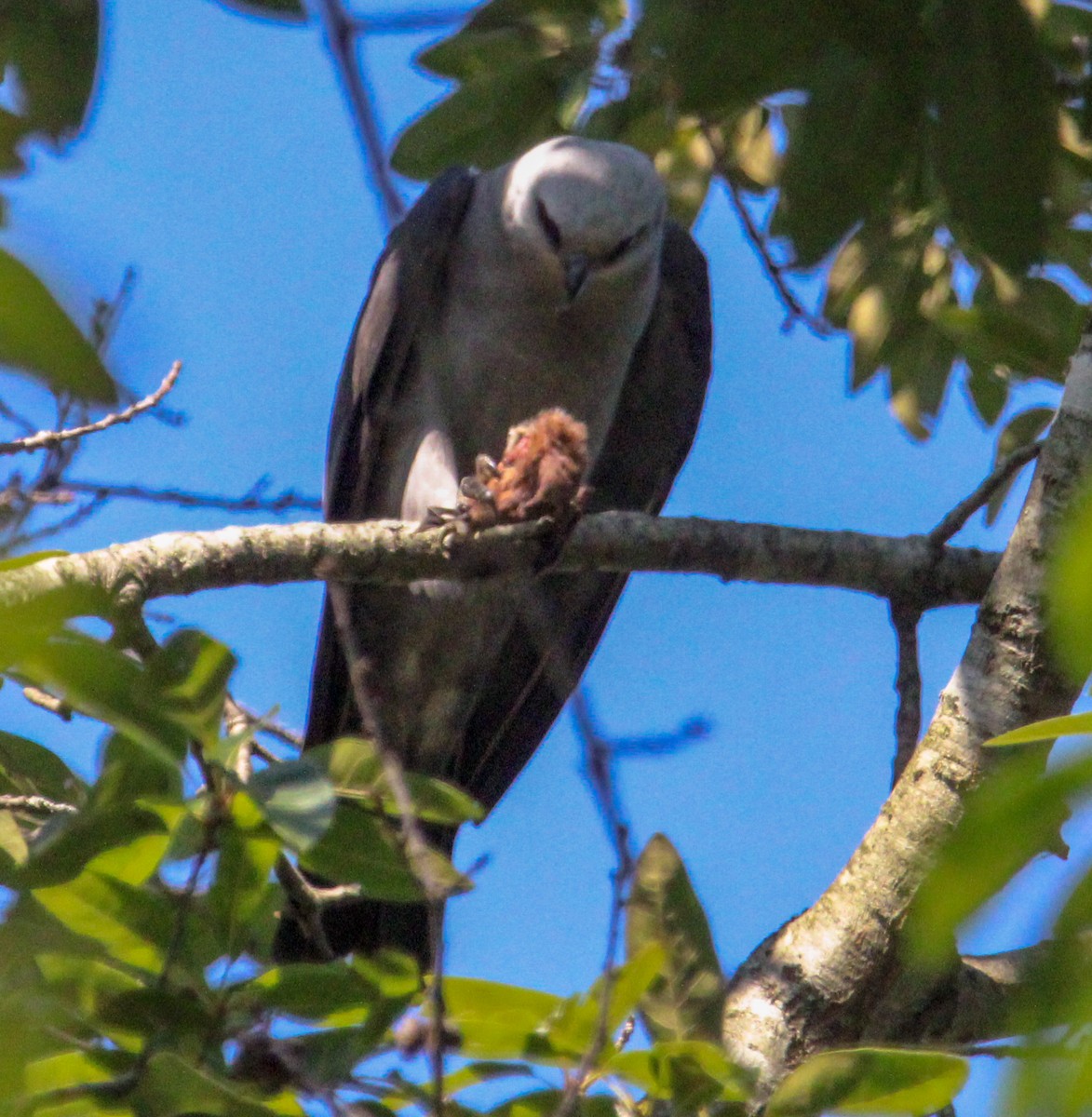 Mississippi Kite - ML621342903