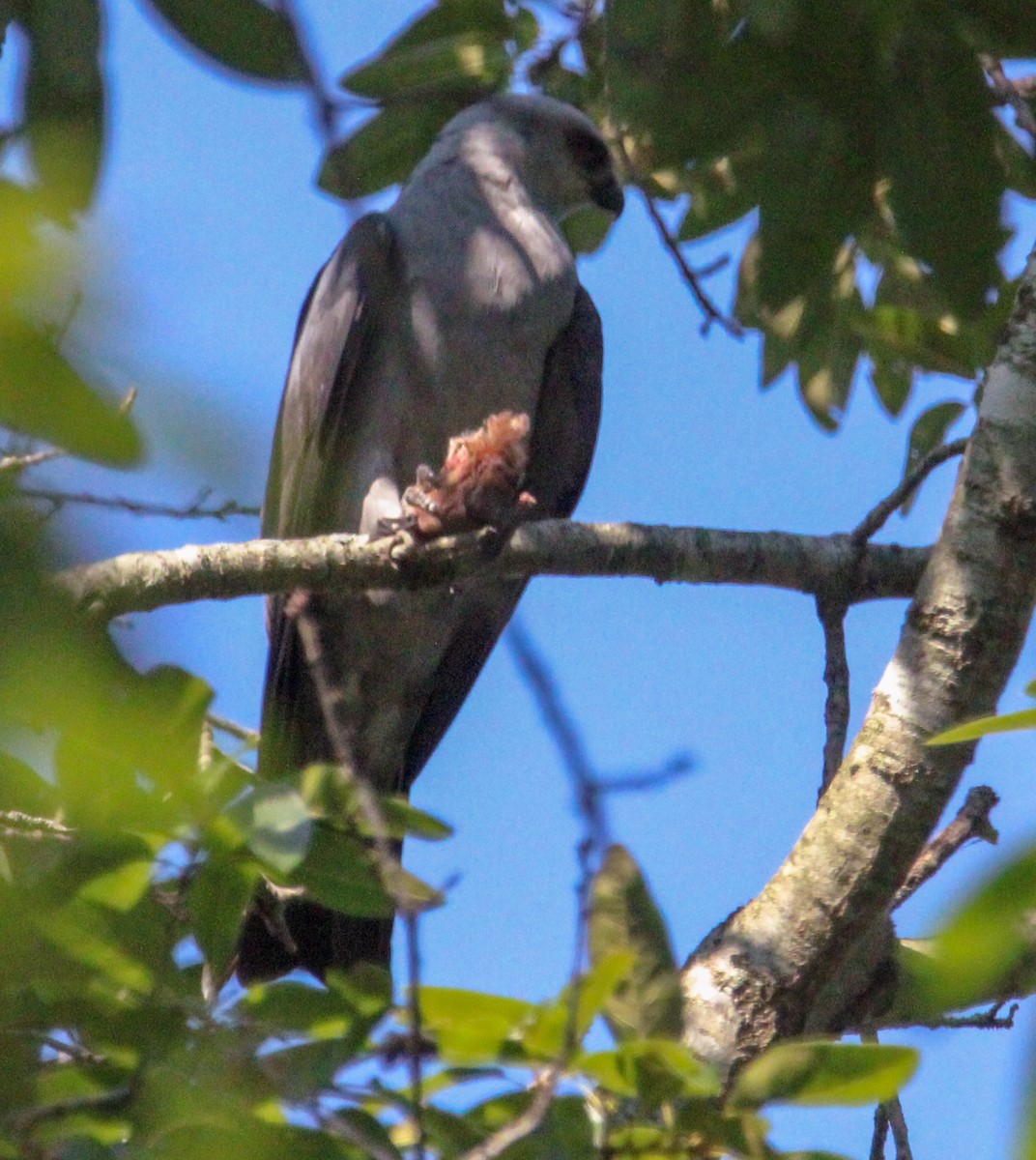 Mississippi Kite - ML621342906
