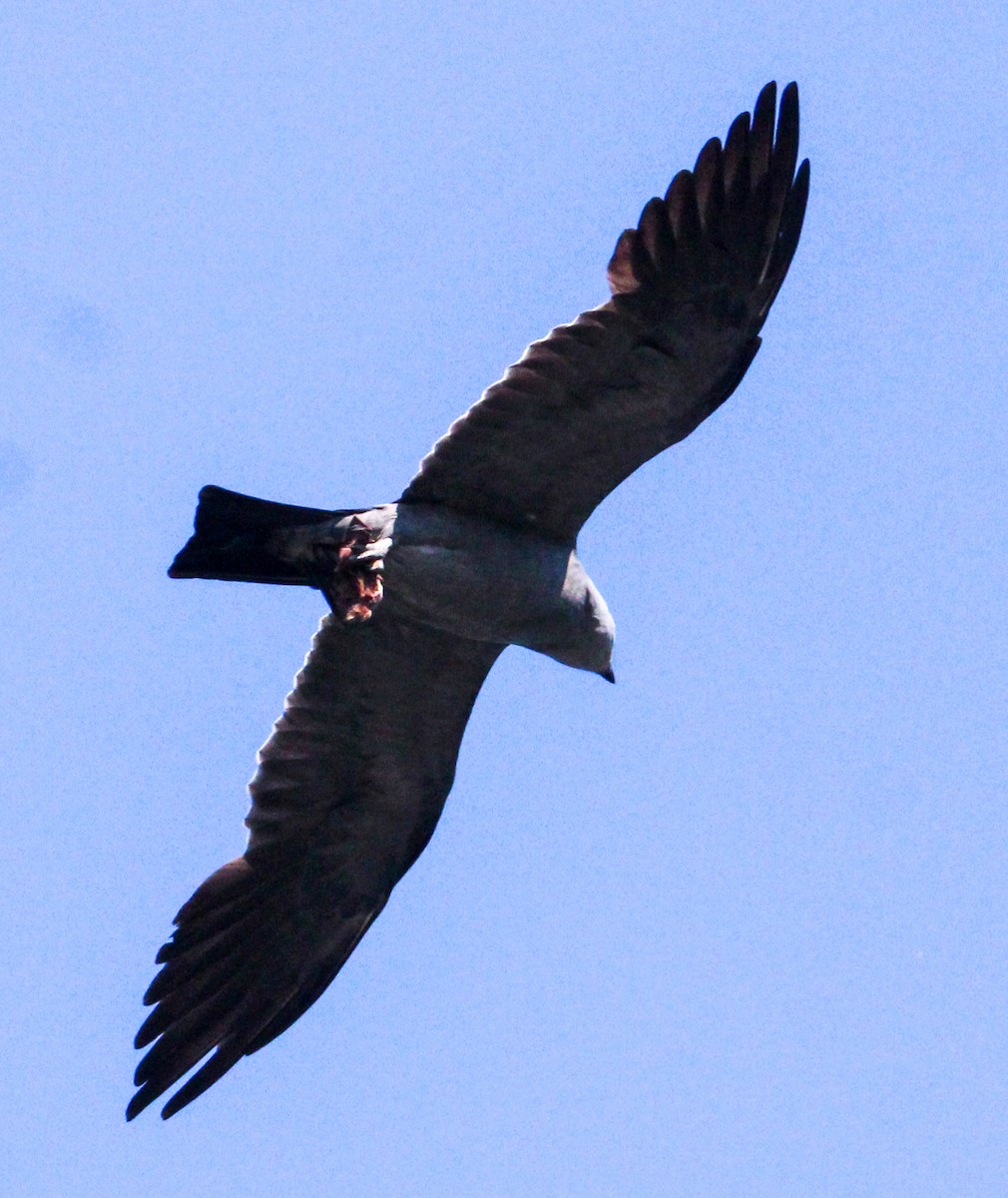Mississippi Kite - ML621342907