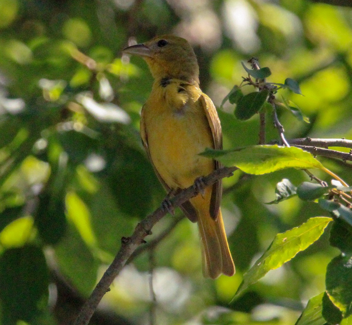 Summer Tanager - ML621342914