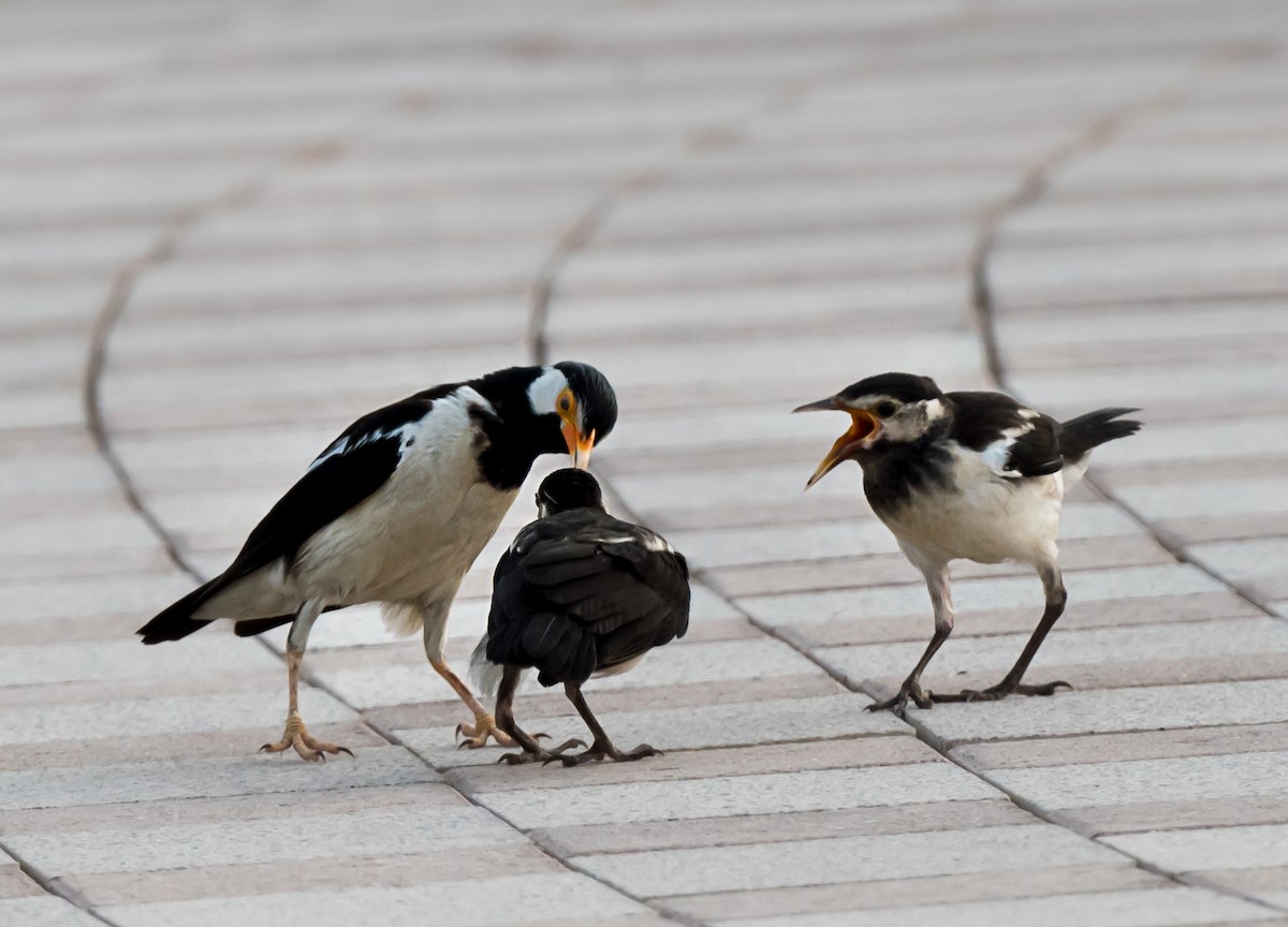 Indian Pied Starling - ML621342921