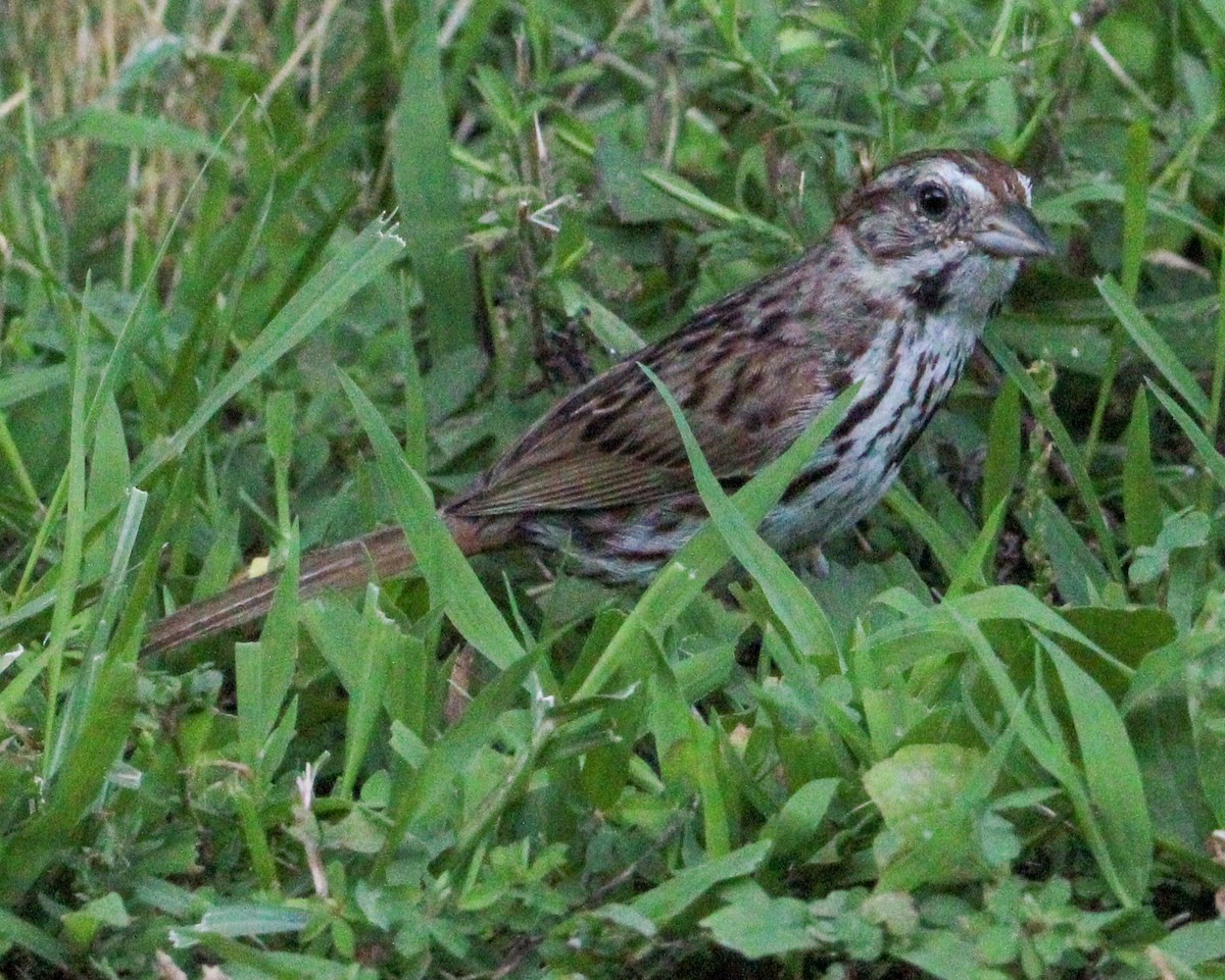 Song Sparrow - ML621342938