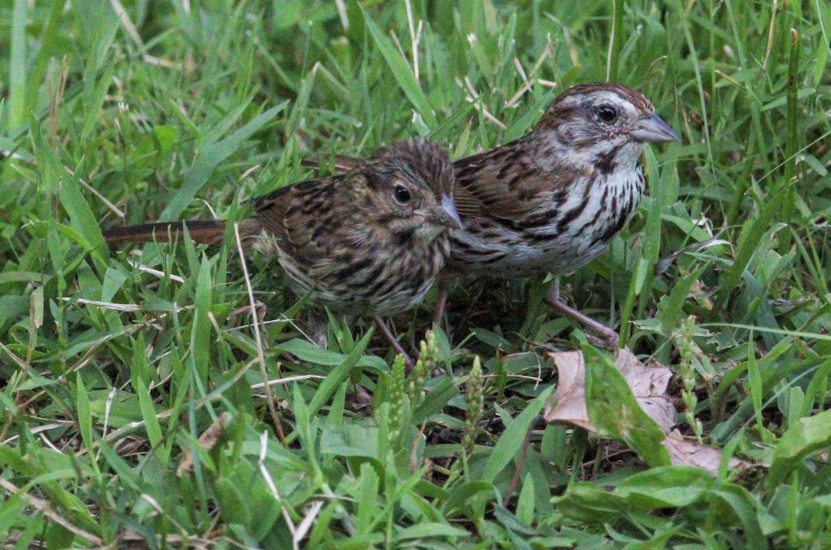 Song Sparrow - ML621342939