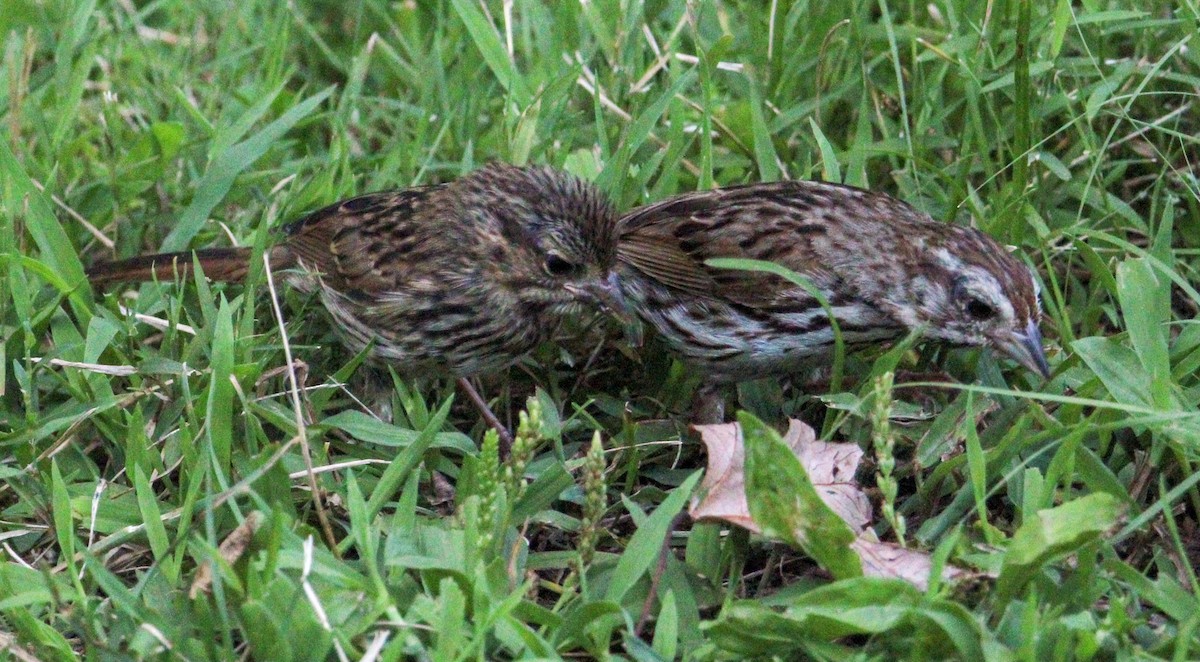 Song Sparrow - ML621342940