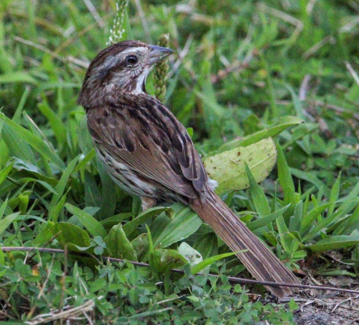 Song Sparrow - ML621342942