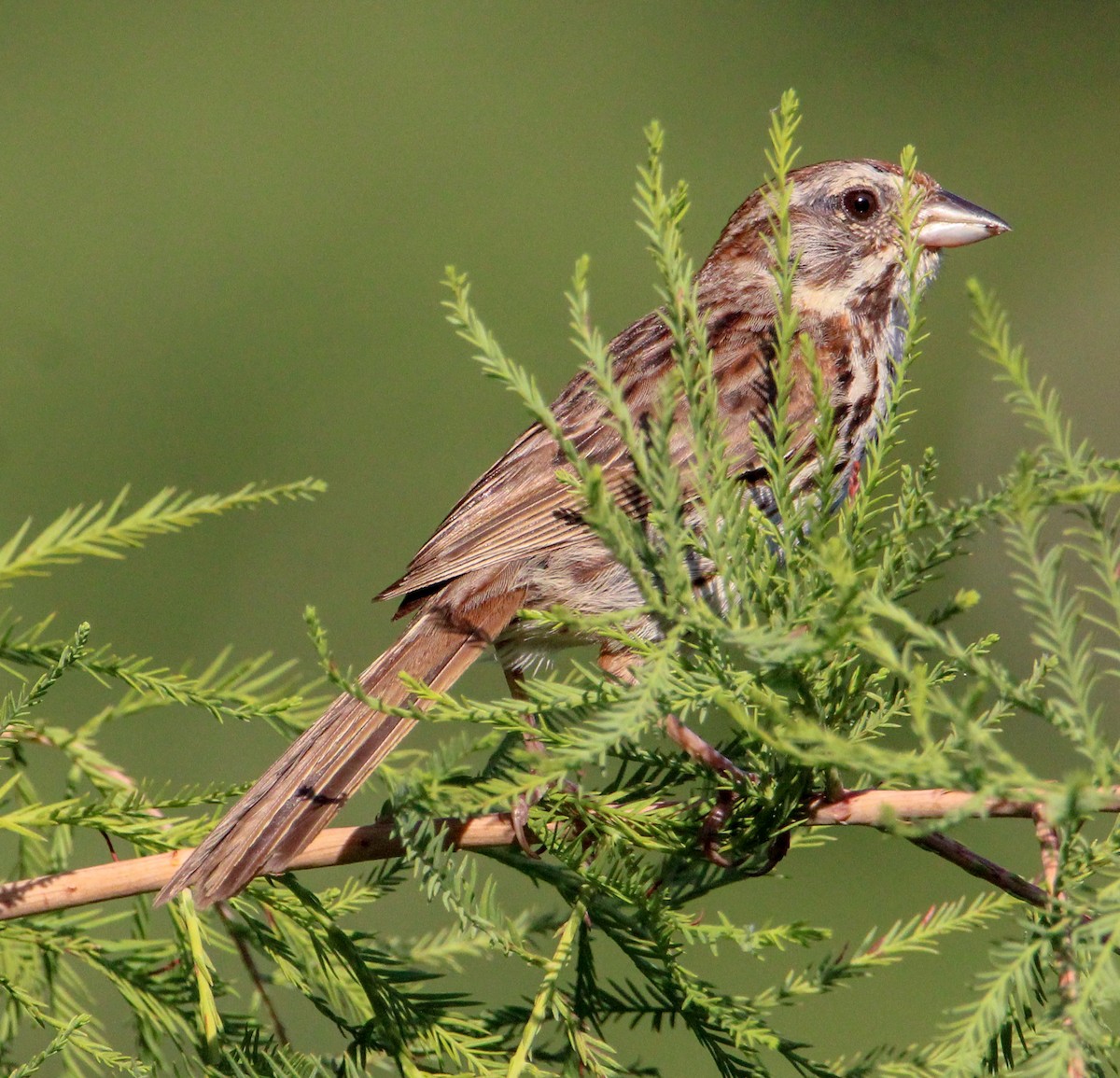 Song Sparrow - ML621342945