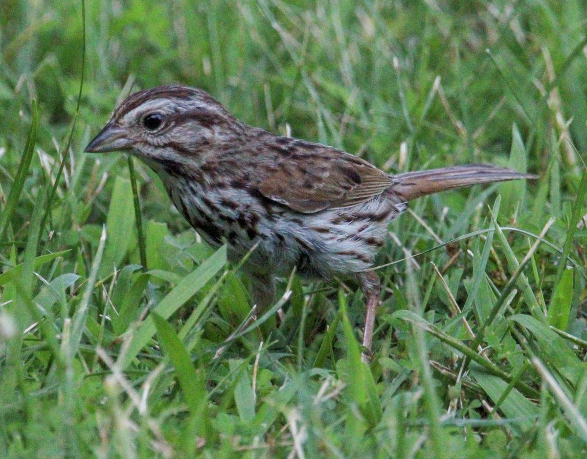 Song Sparrow - ML621342951