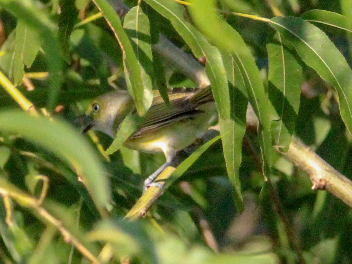 White-eyed Vireo - ML621342963