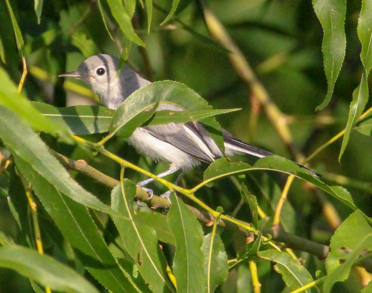 Blue-gray Gnatcatcher - ML621342968