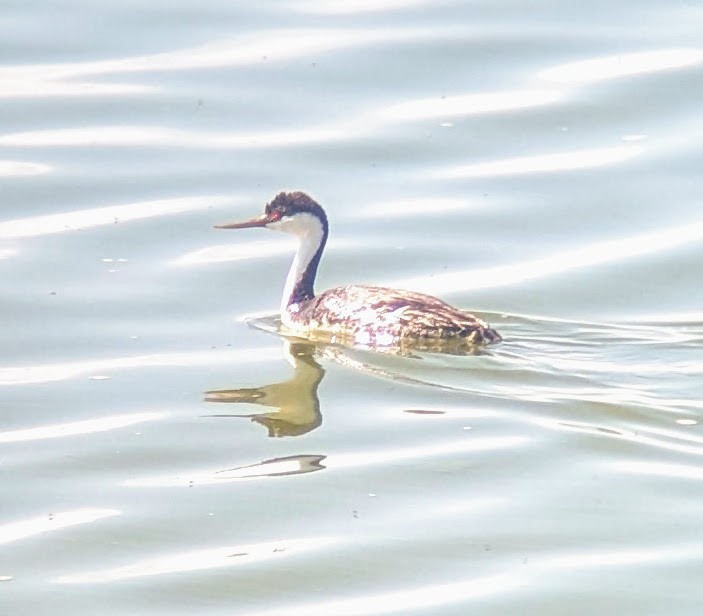 Western Grebe - ML621342974