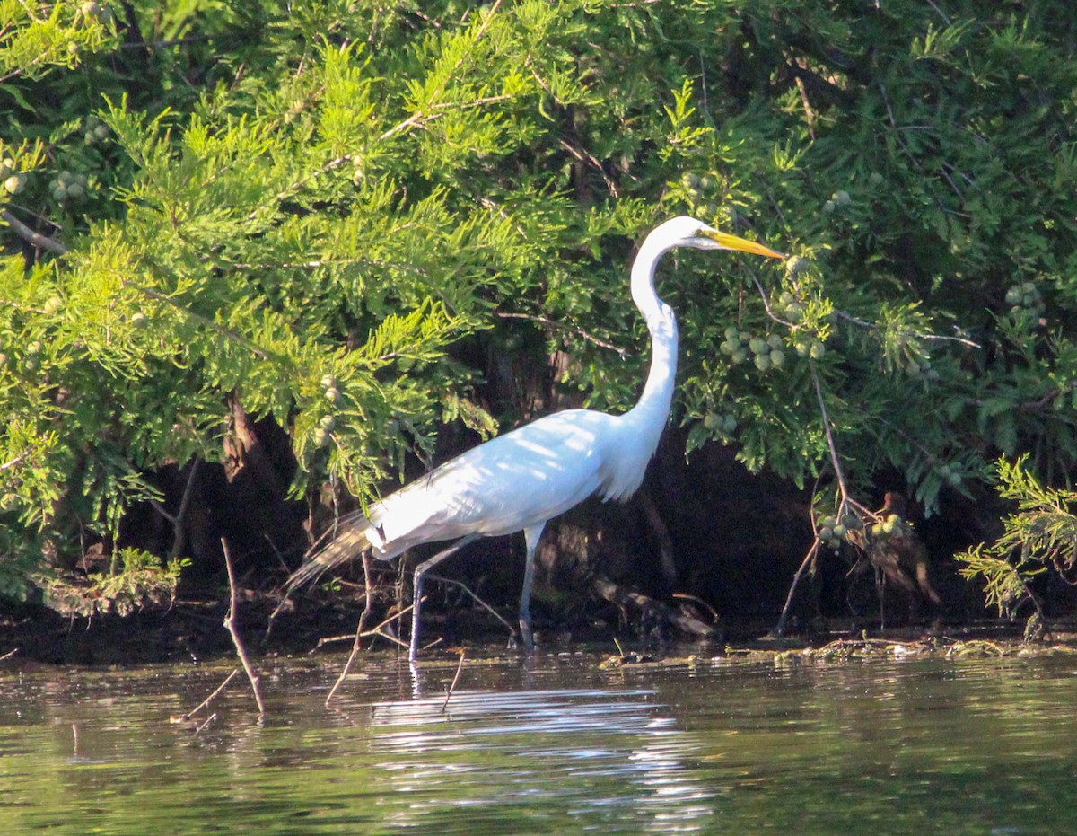 Great Egret - ML621342976
