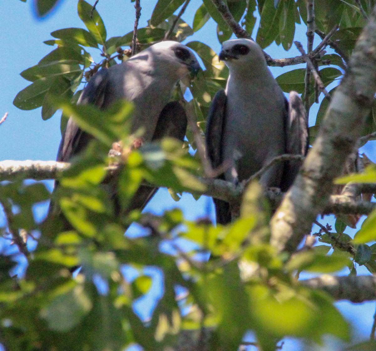 Mississippi Kite - ML621343010