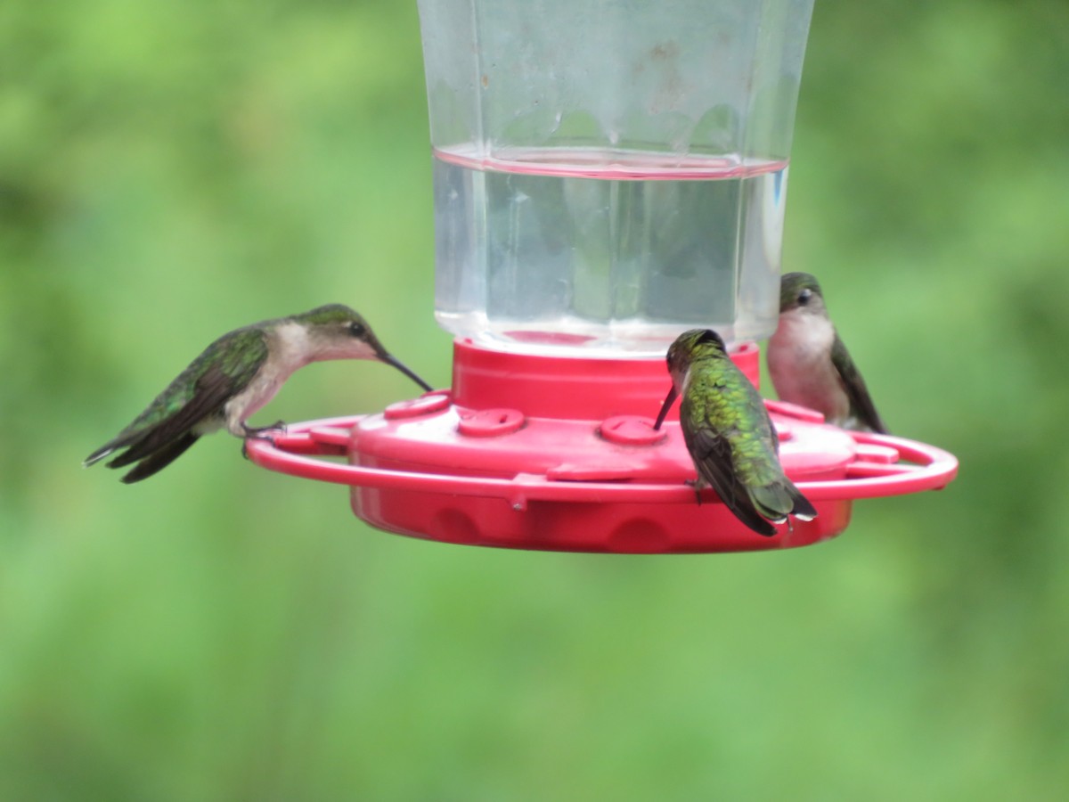 Ruby-throated Hummingbird - ML621343039