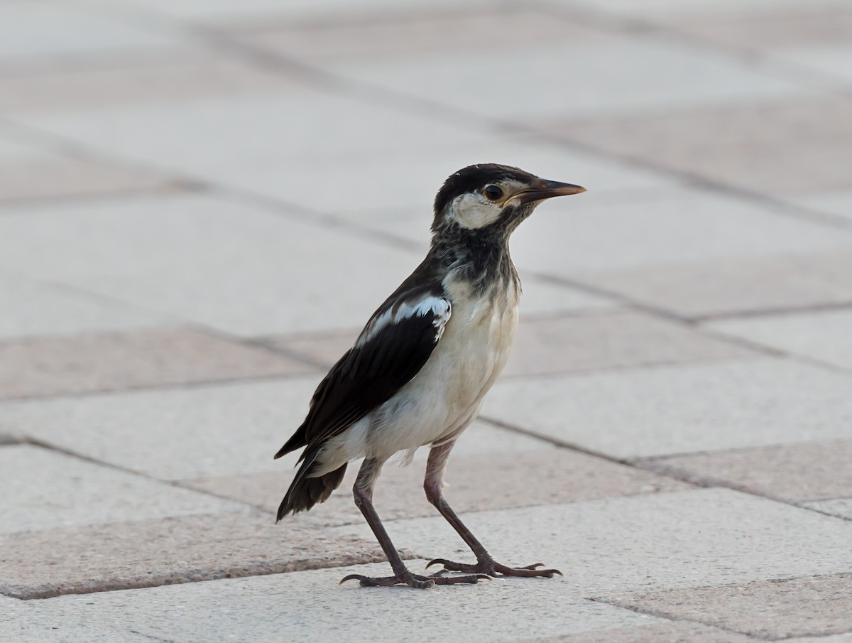 Indian Pied Starling - ML621343067