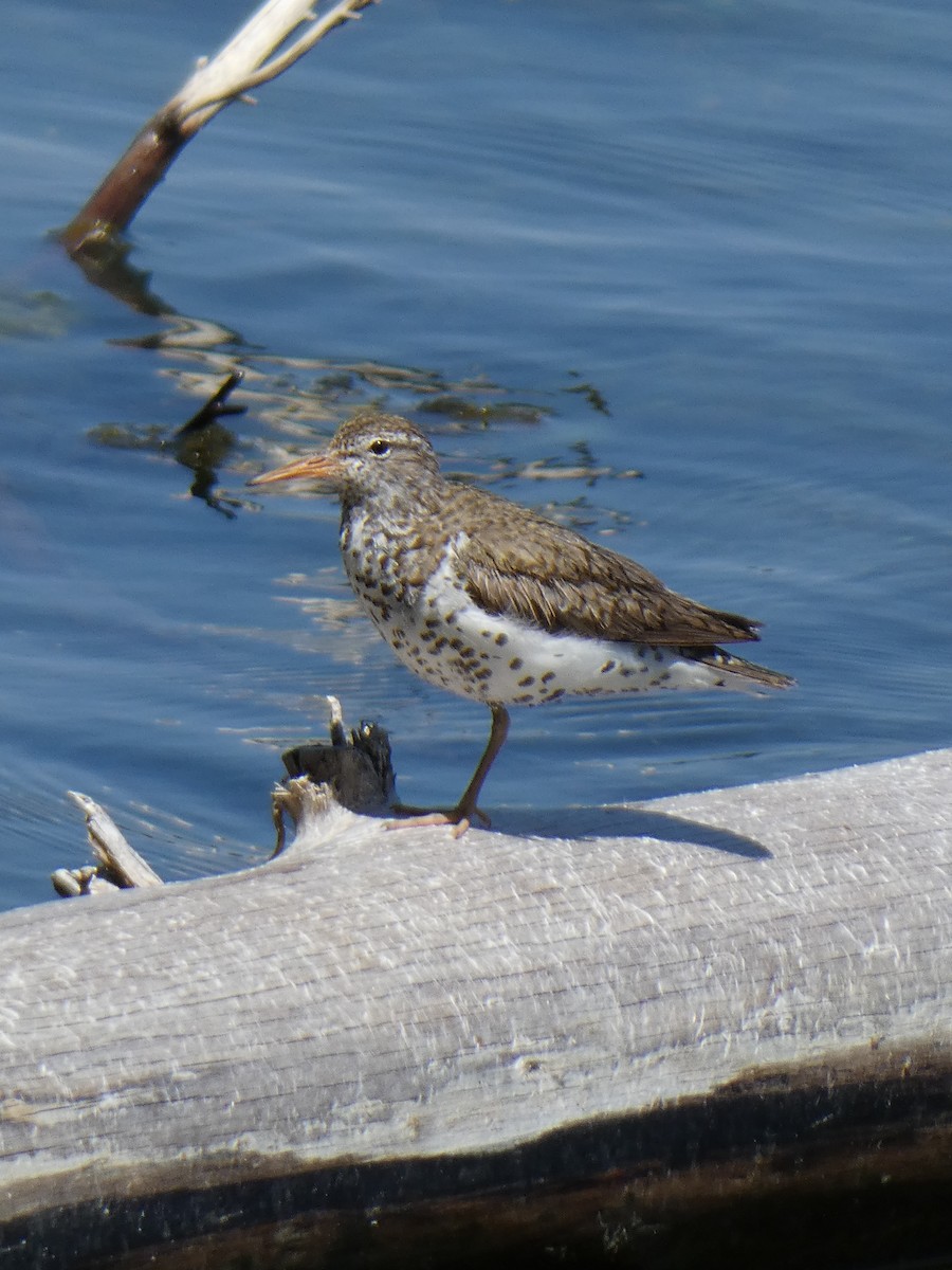 Spotted Sandpiper - ML621343072