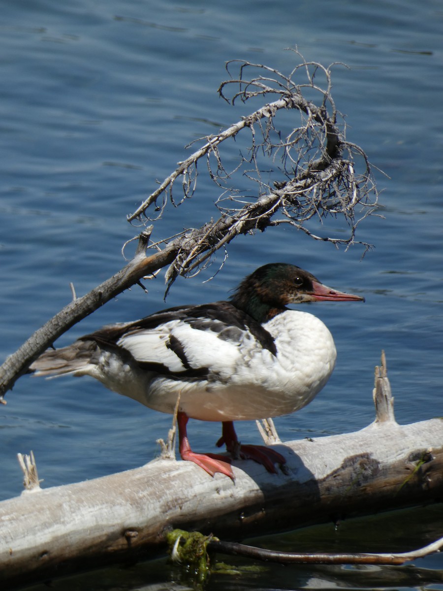 Common Merganser - ML621343097