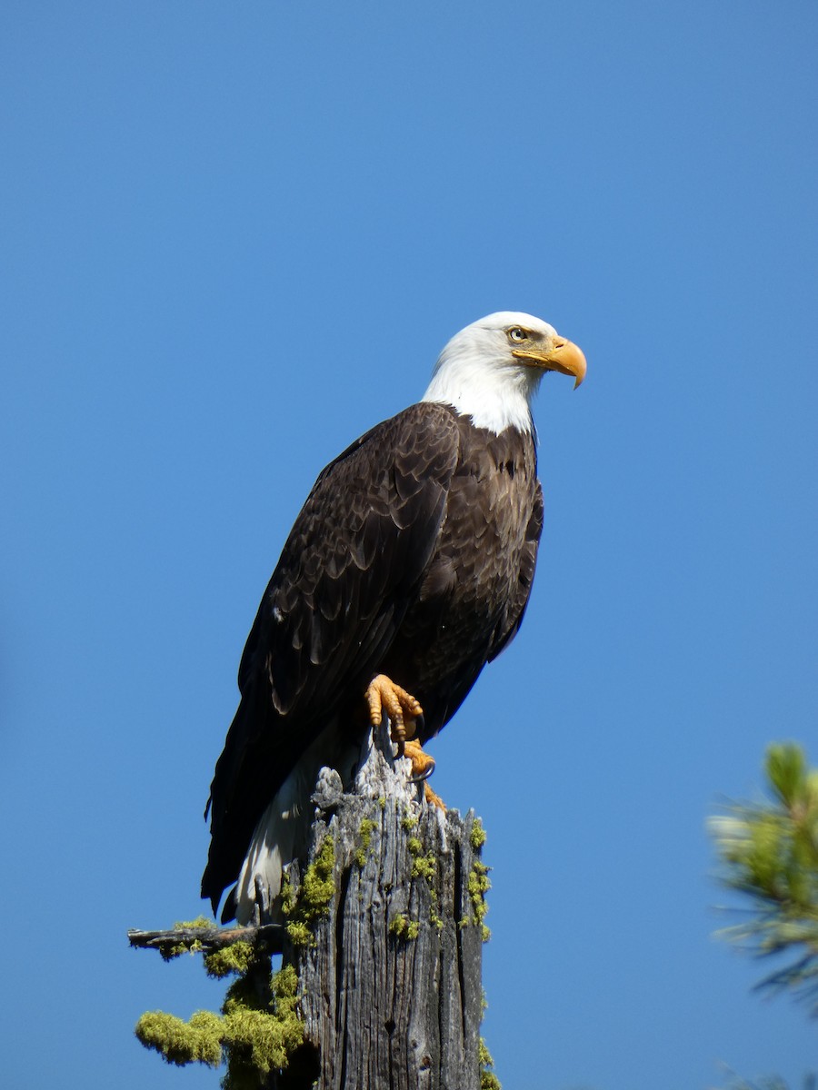 Bald Eagle - ML621343136