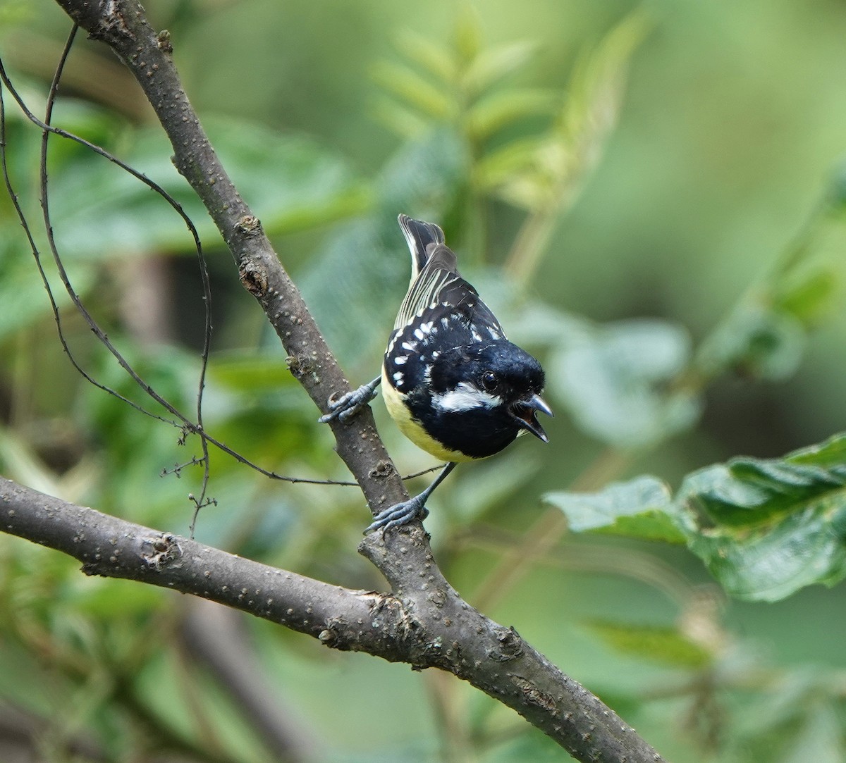 Yellow-bellied Tit - ML621343237