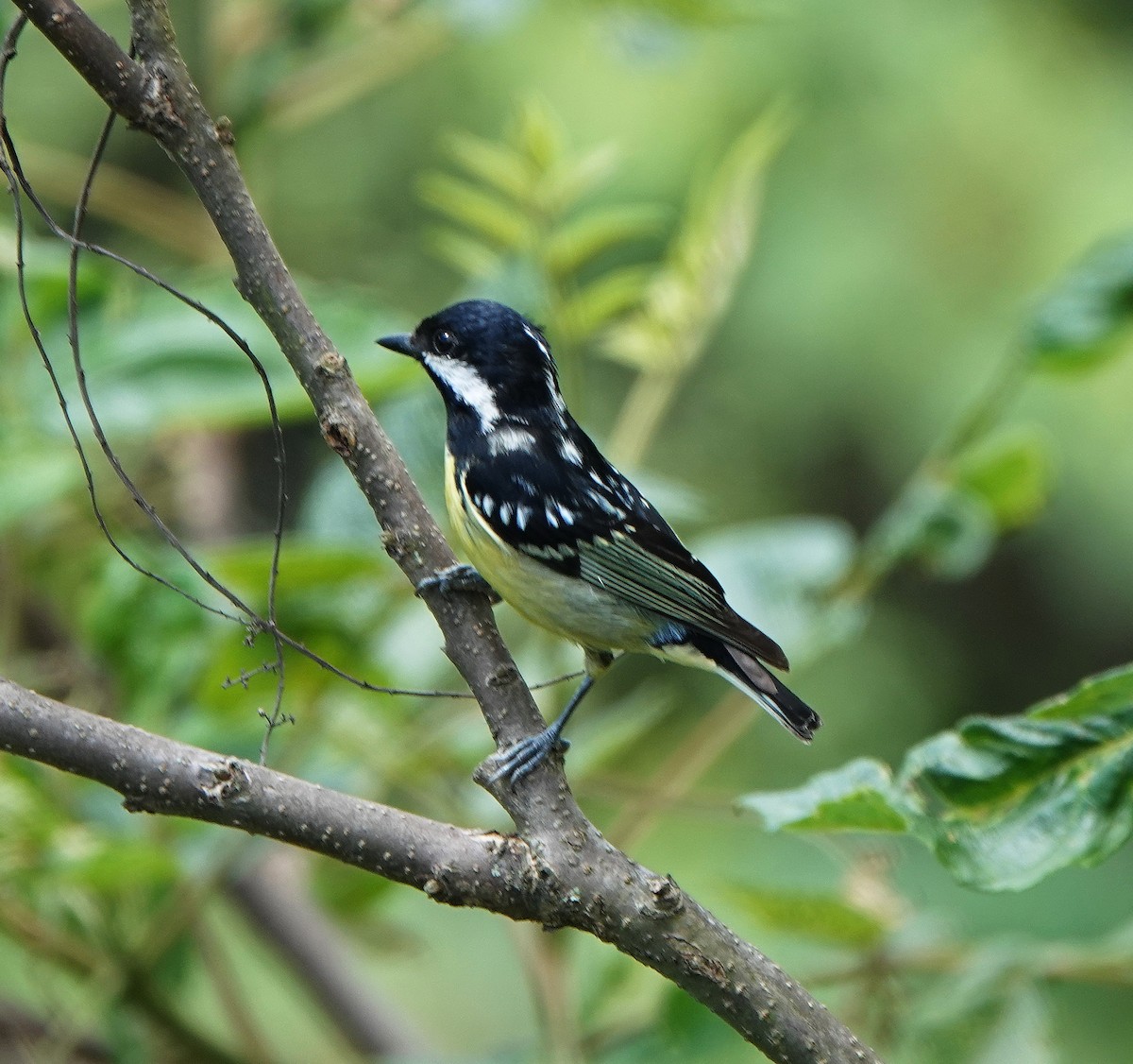 Yellow-bellied Tit - ML621343264